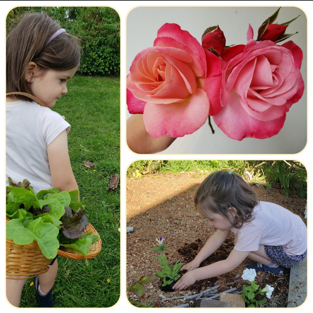 A Chameleon? My rose is changing colour!