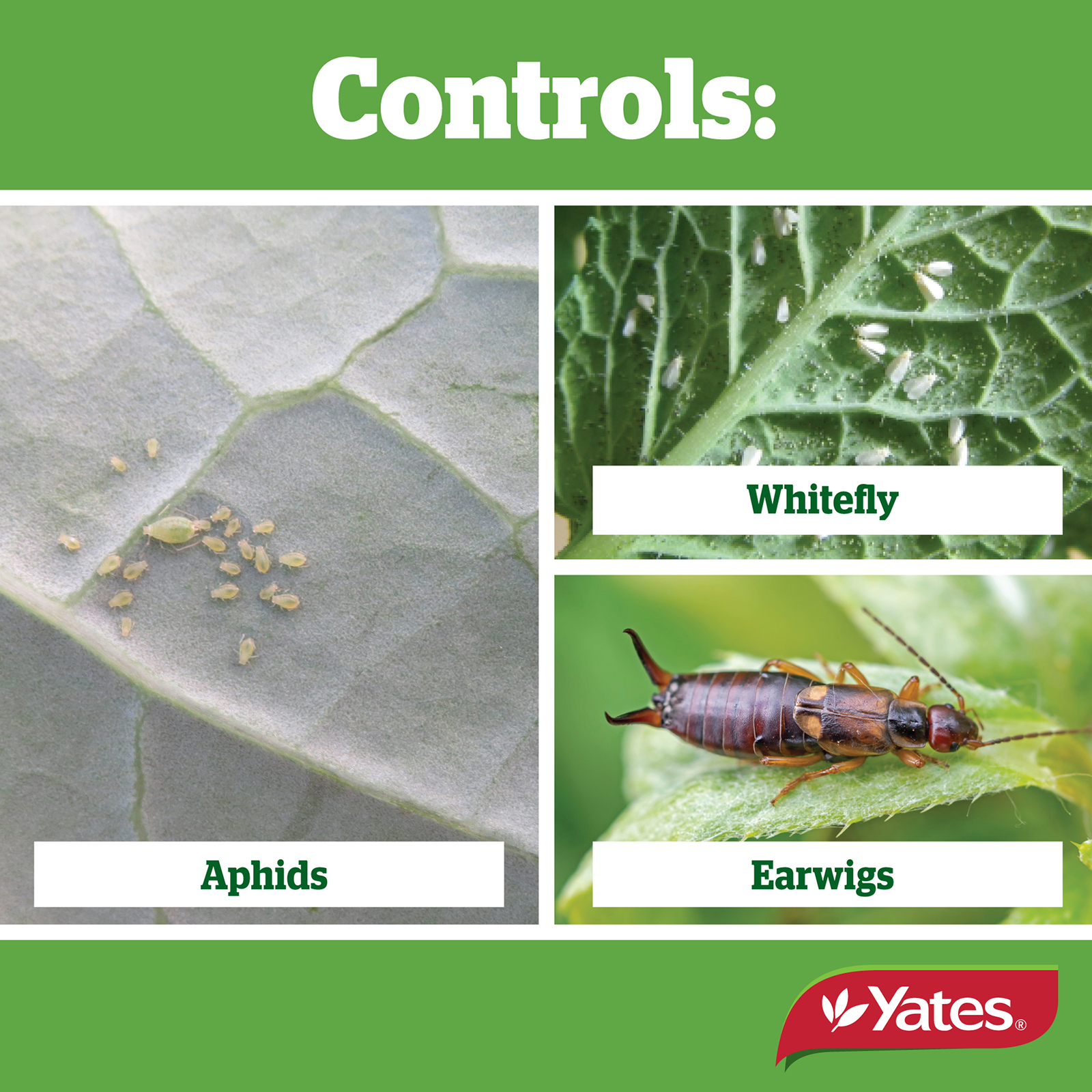 Yates Web Info PYRETHRUM6