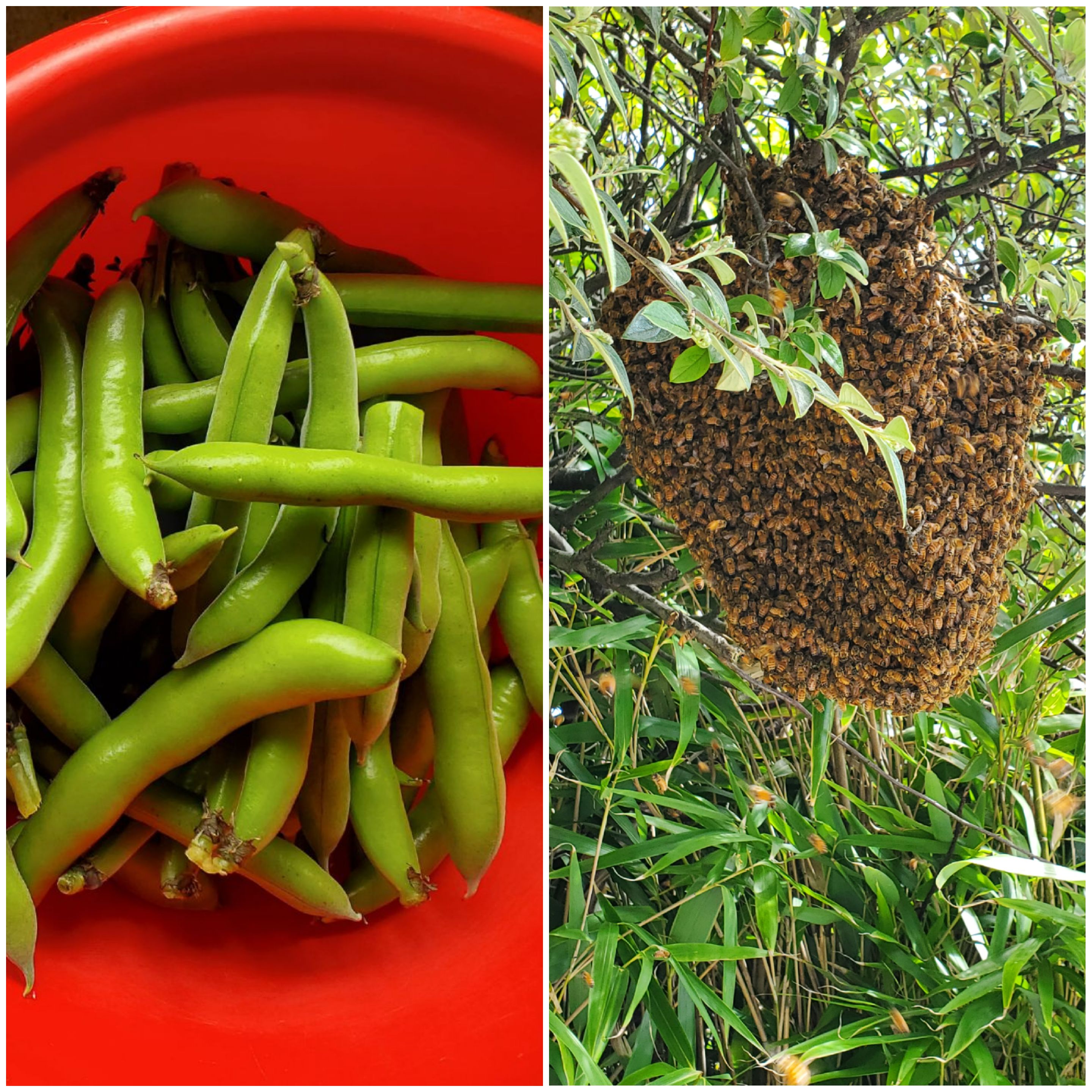 The swarm, the injury and the sick chicken