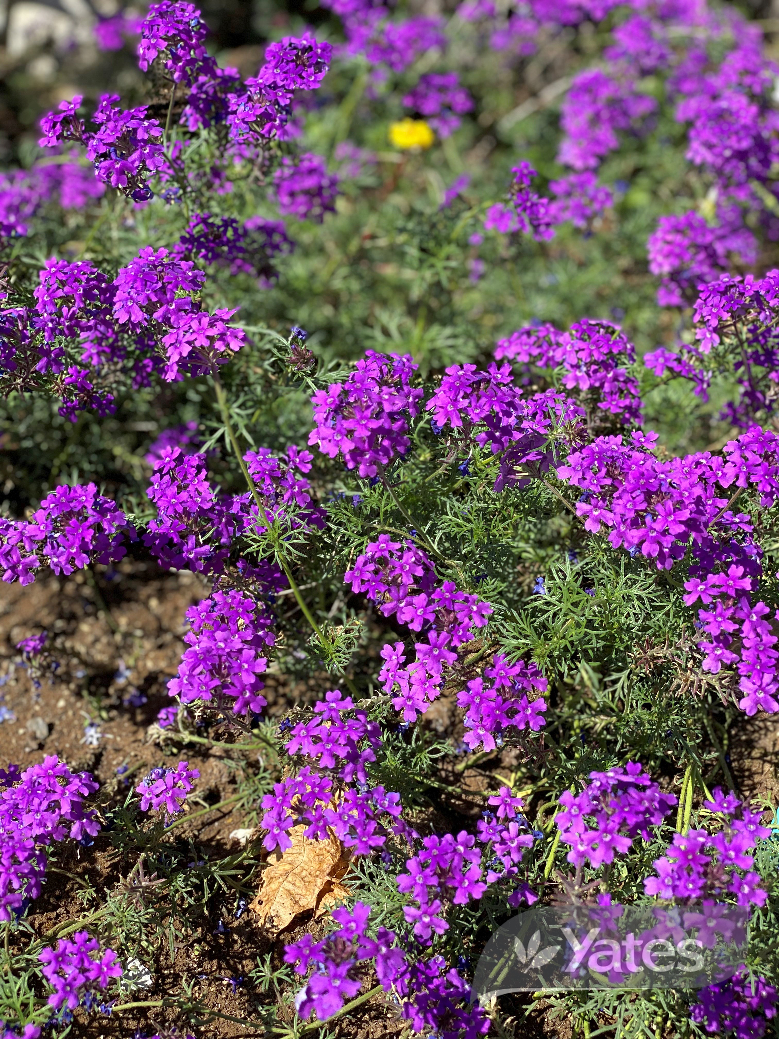 Yts Verbena Imagination In Situ Product