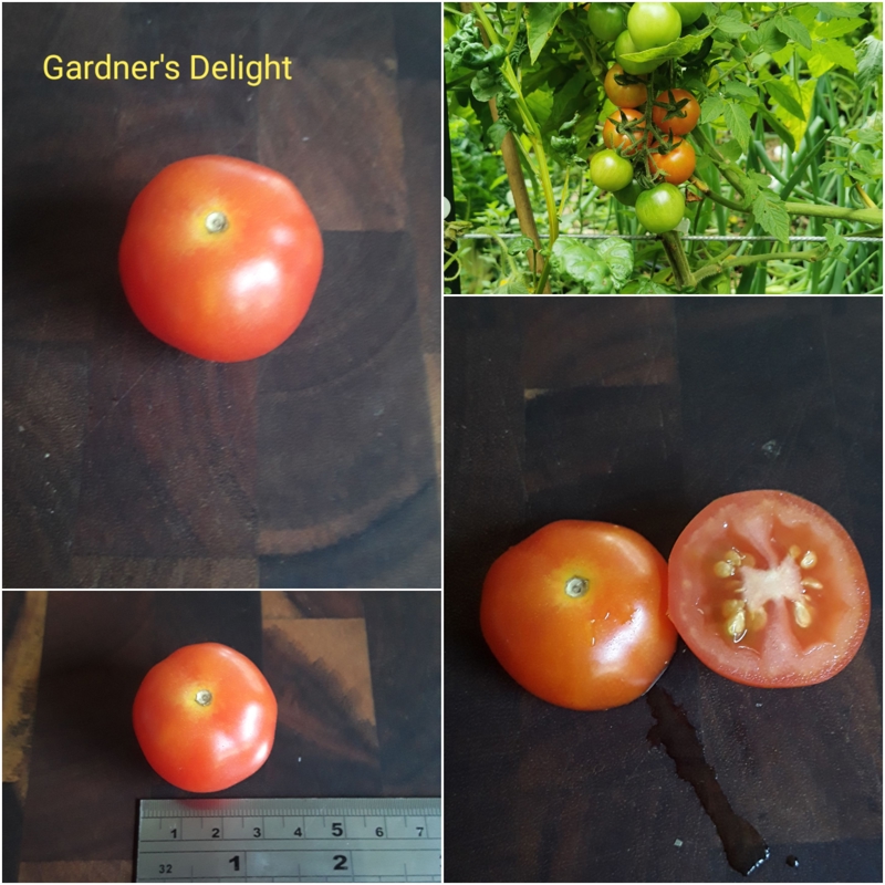Gardeners Delight.. Final Blog