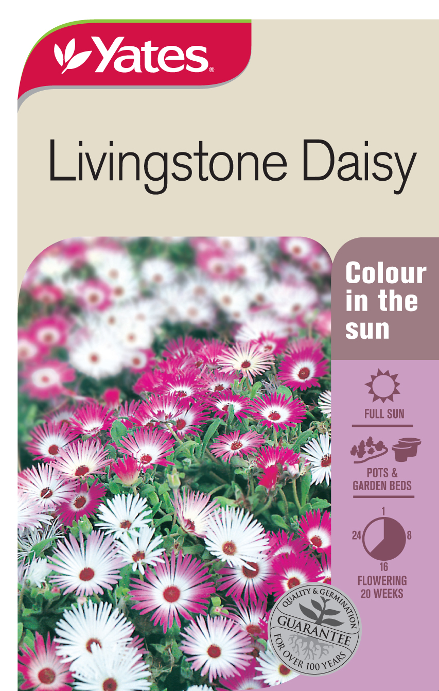 Livingstone Daisy