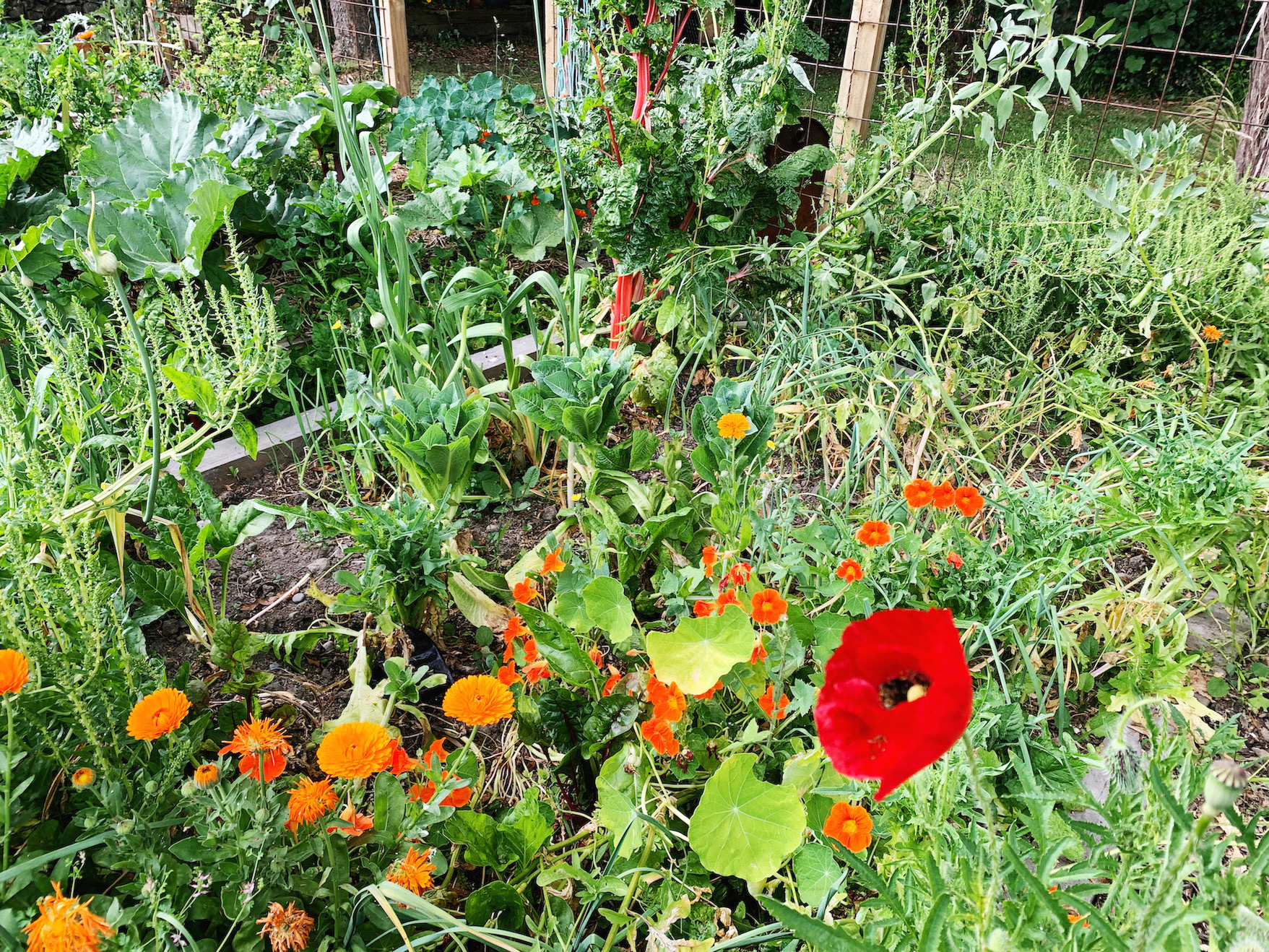 FUTURE SALADS FOR FREE