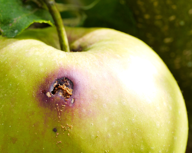 Codling Moth Control