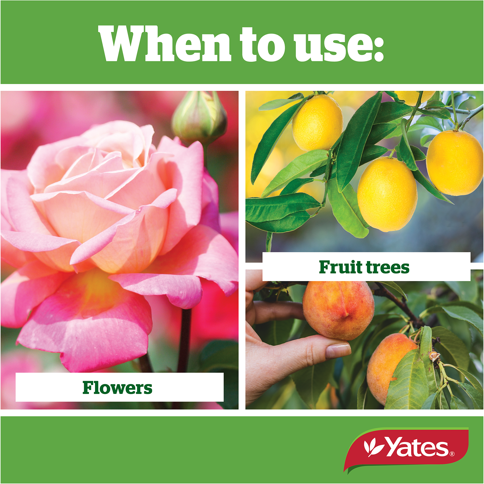 Fruit & Flower V2 06