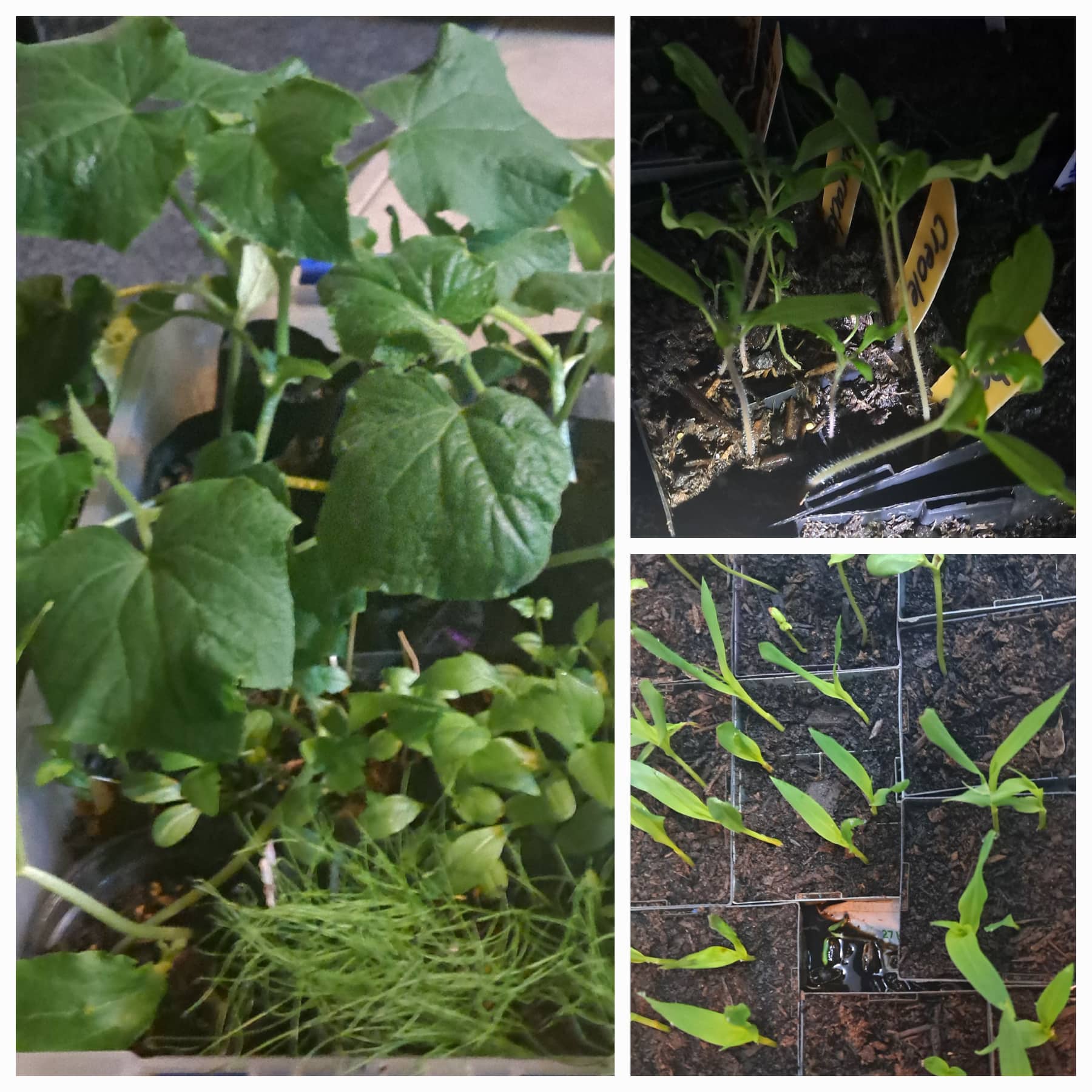 A Somewhat Slower Pace