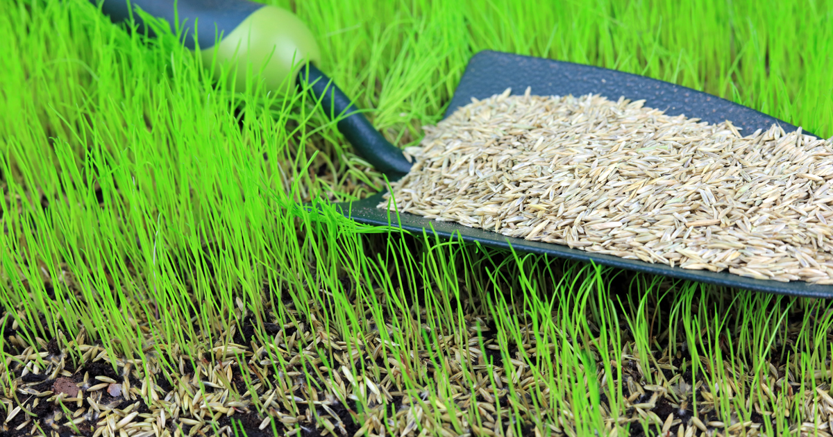 Introducing our New Yates Lawn Seed Range