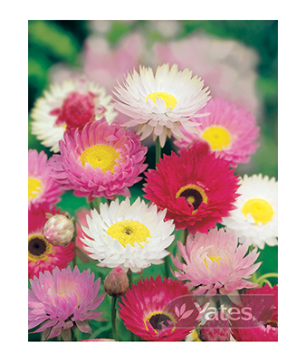 Everlasting Daisy Mixed Hybrids Product
