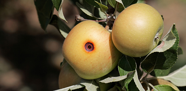 common-problems-pear-1