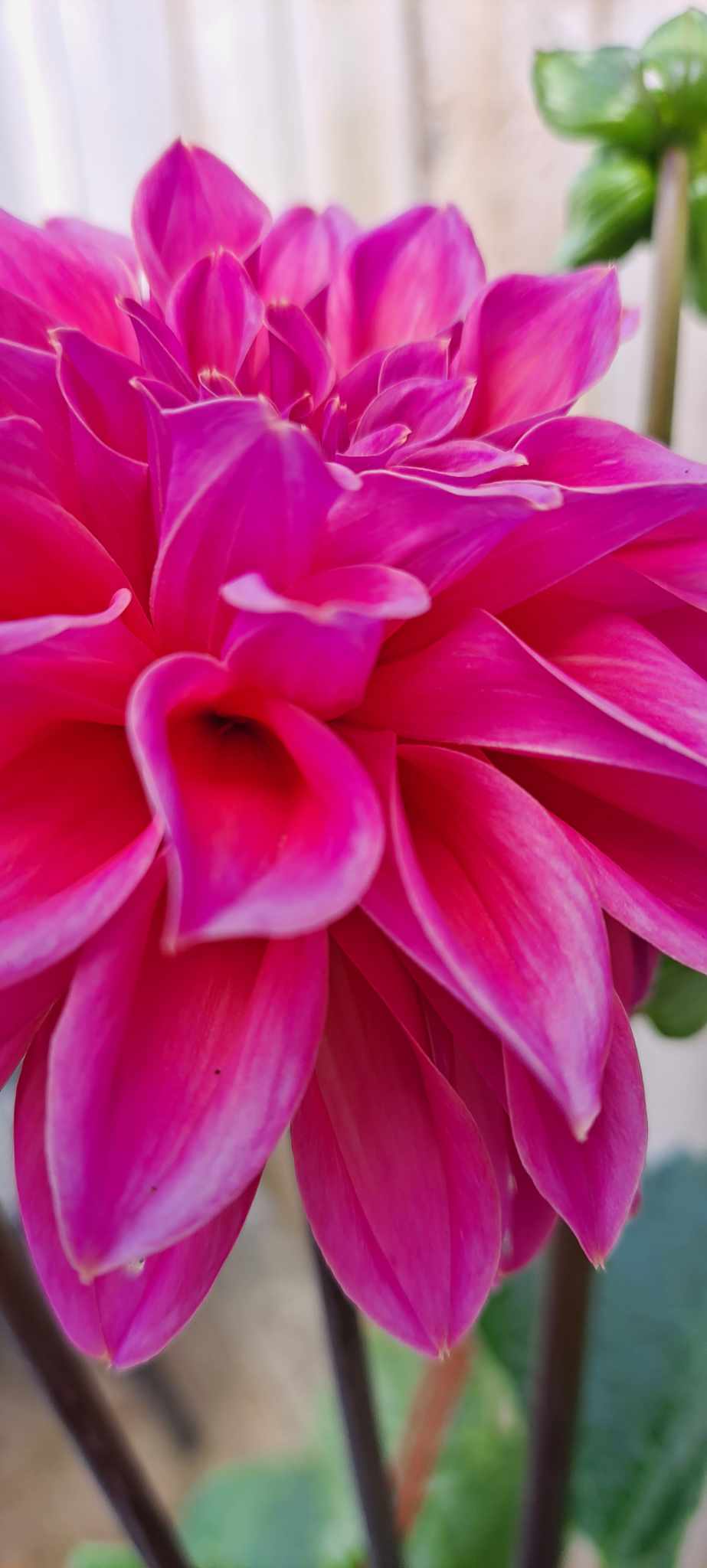 Flowers, friends and final farewells