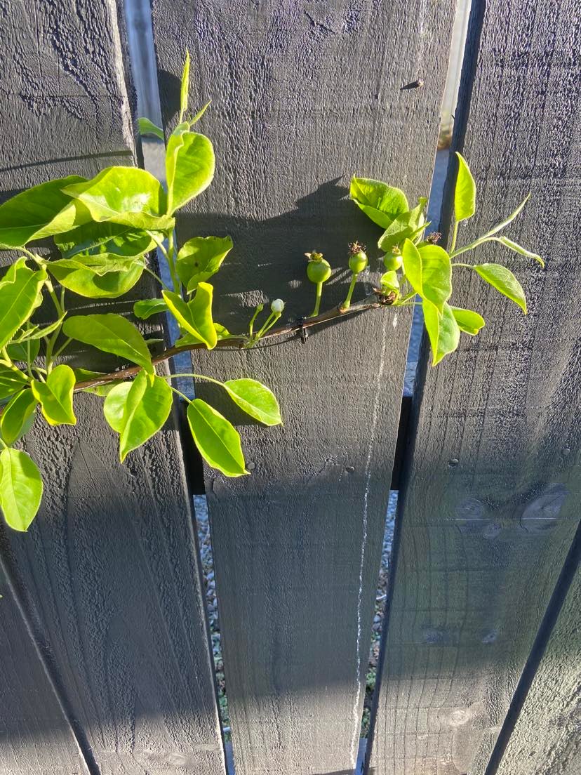 Our latest Espalier Baby.
