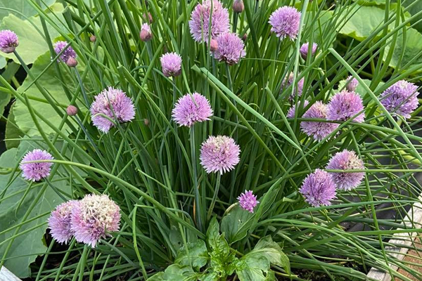 Welcome to Sue's Garden