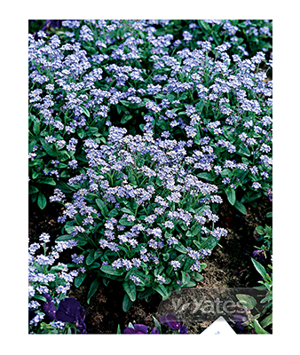 Forget Me Not Product