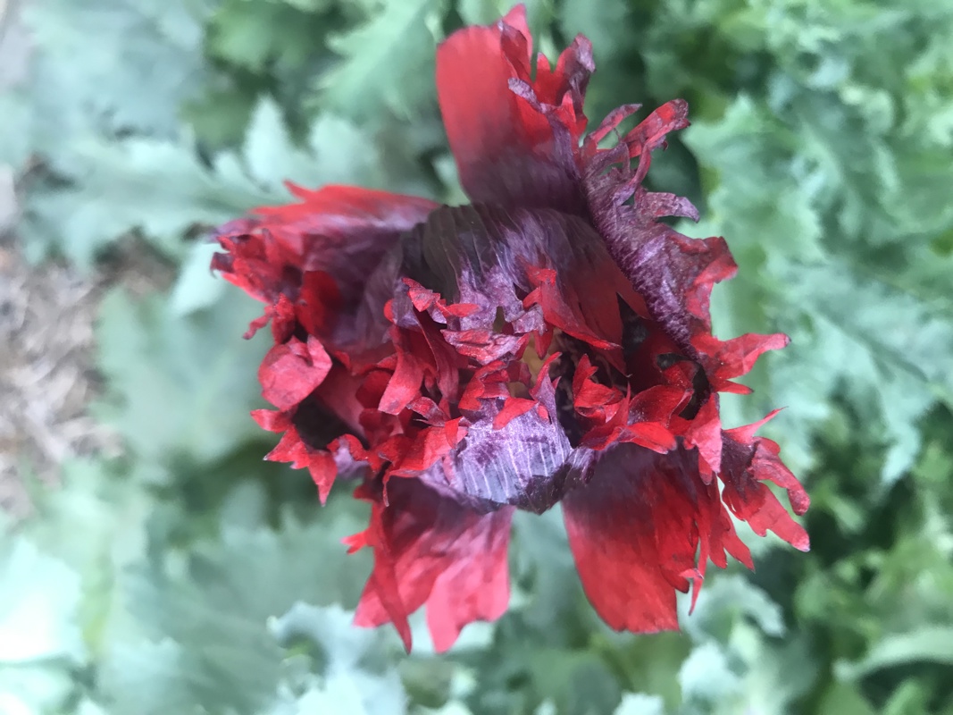 Poppies bringing in the bee’s