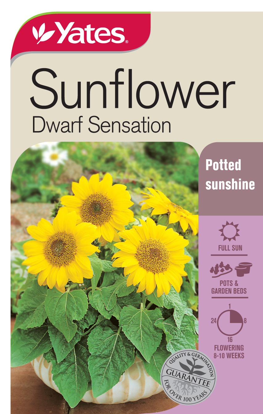 Sunflower 'Dwarf Sensation'