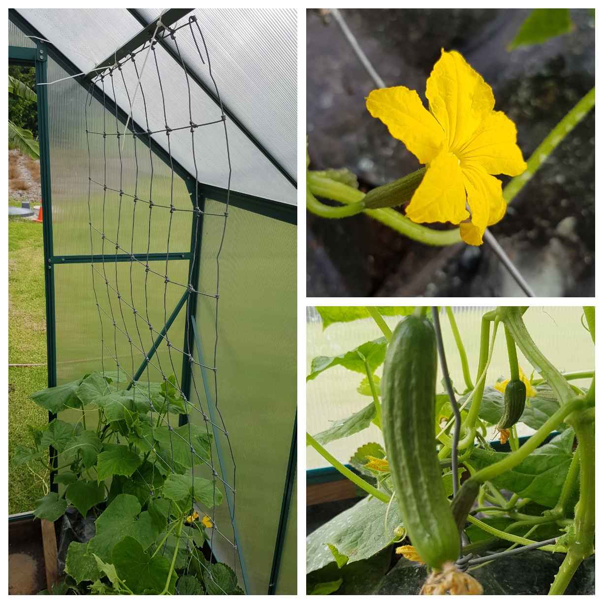 These Cucumbers Are Cool...