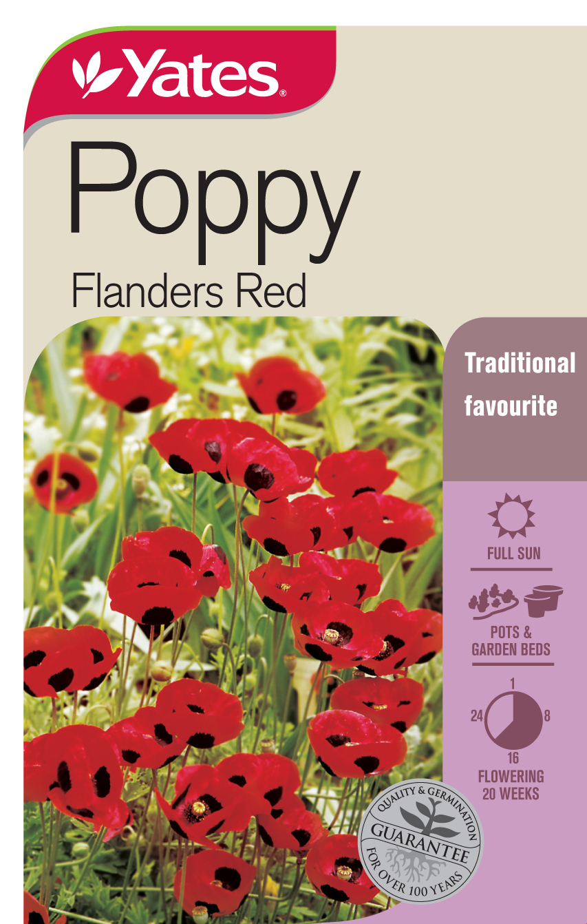 Poppy 'Flanders Red'