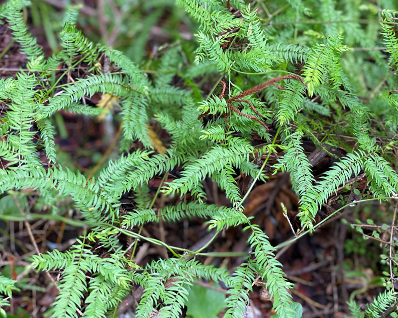 Climbing Asparagus