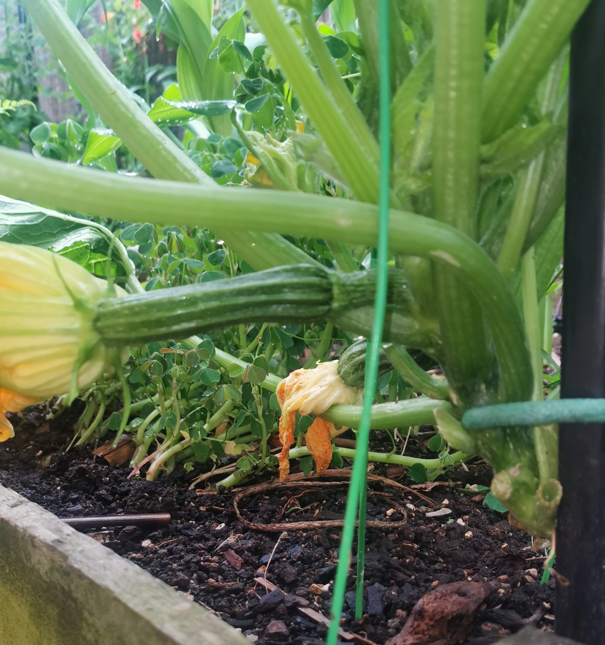  Vertical zucchini update