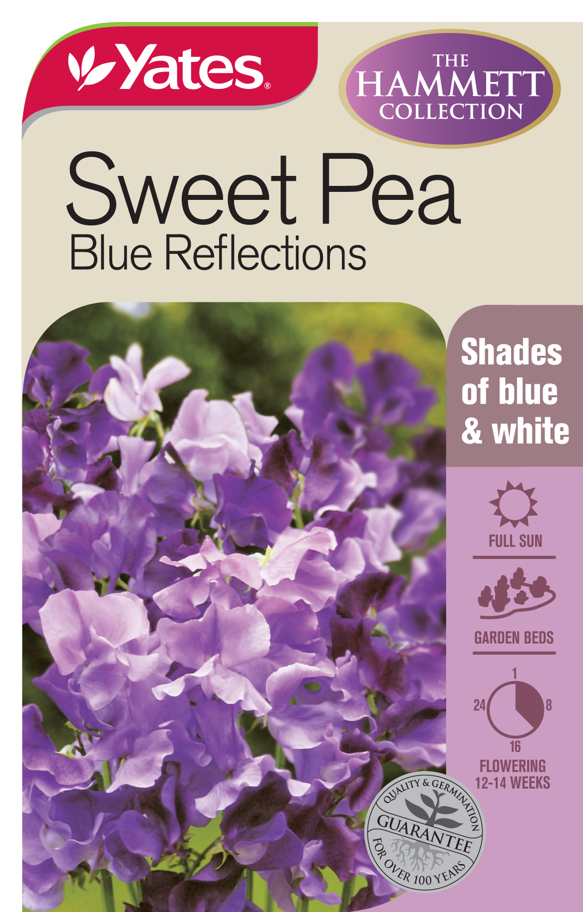 Sweet Pea 'Blue Reflections'