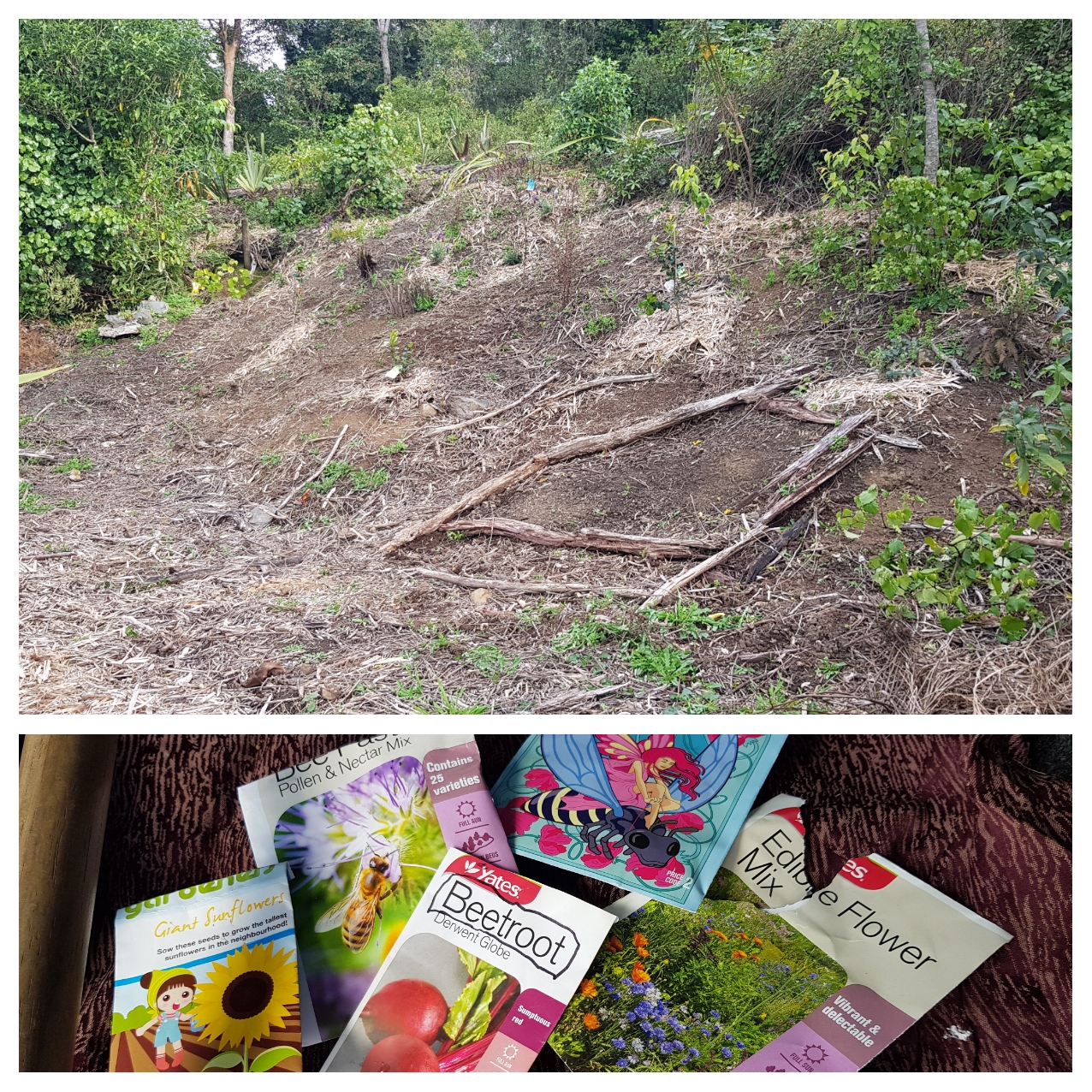 The Garden Of Neglect