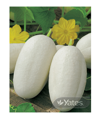 Cucumber Apple Cucumber Product