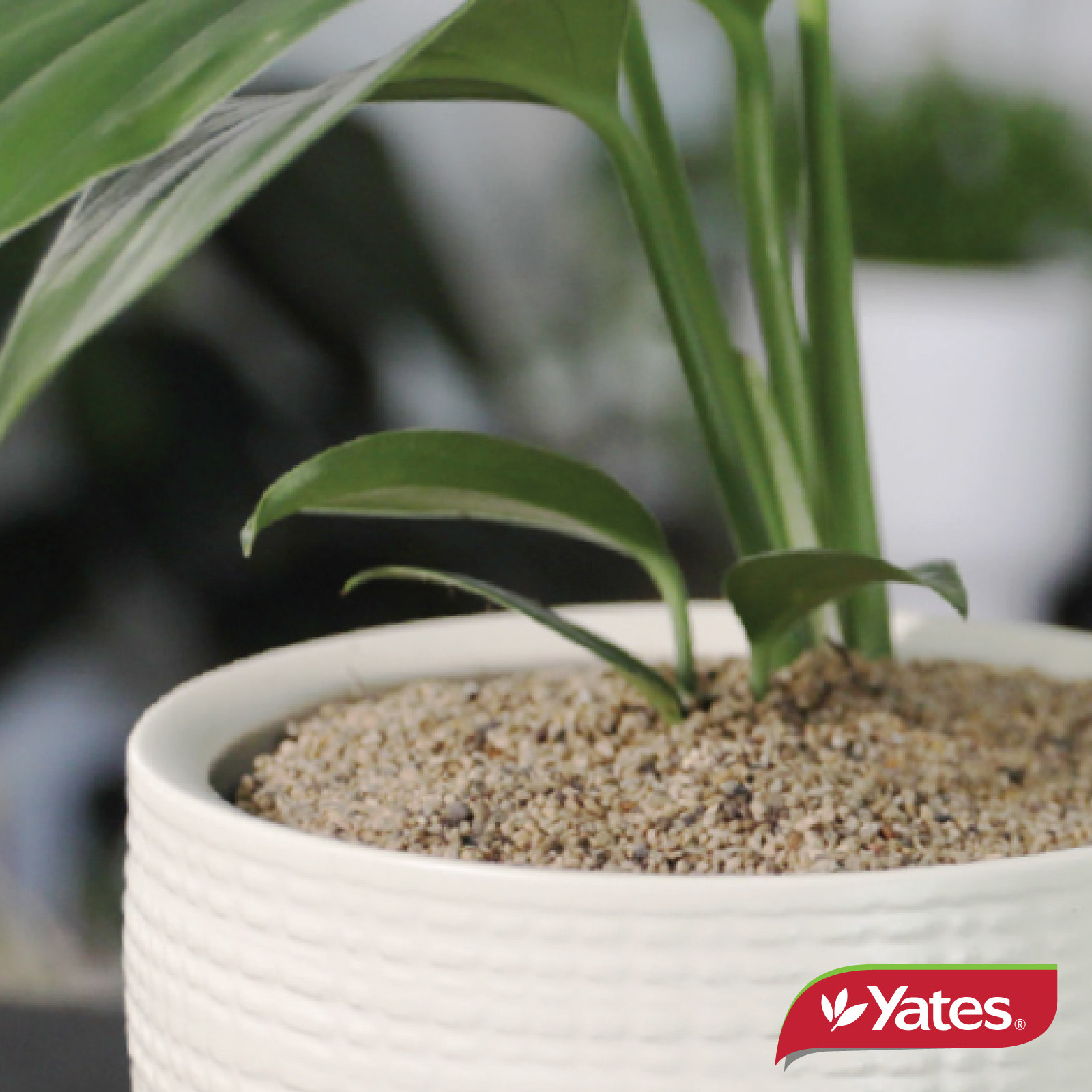 Yates Web Info GNAT BARRIER7