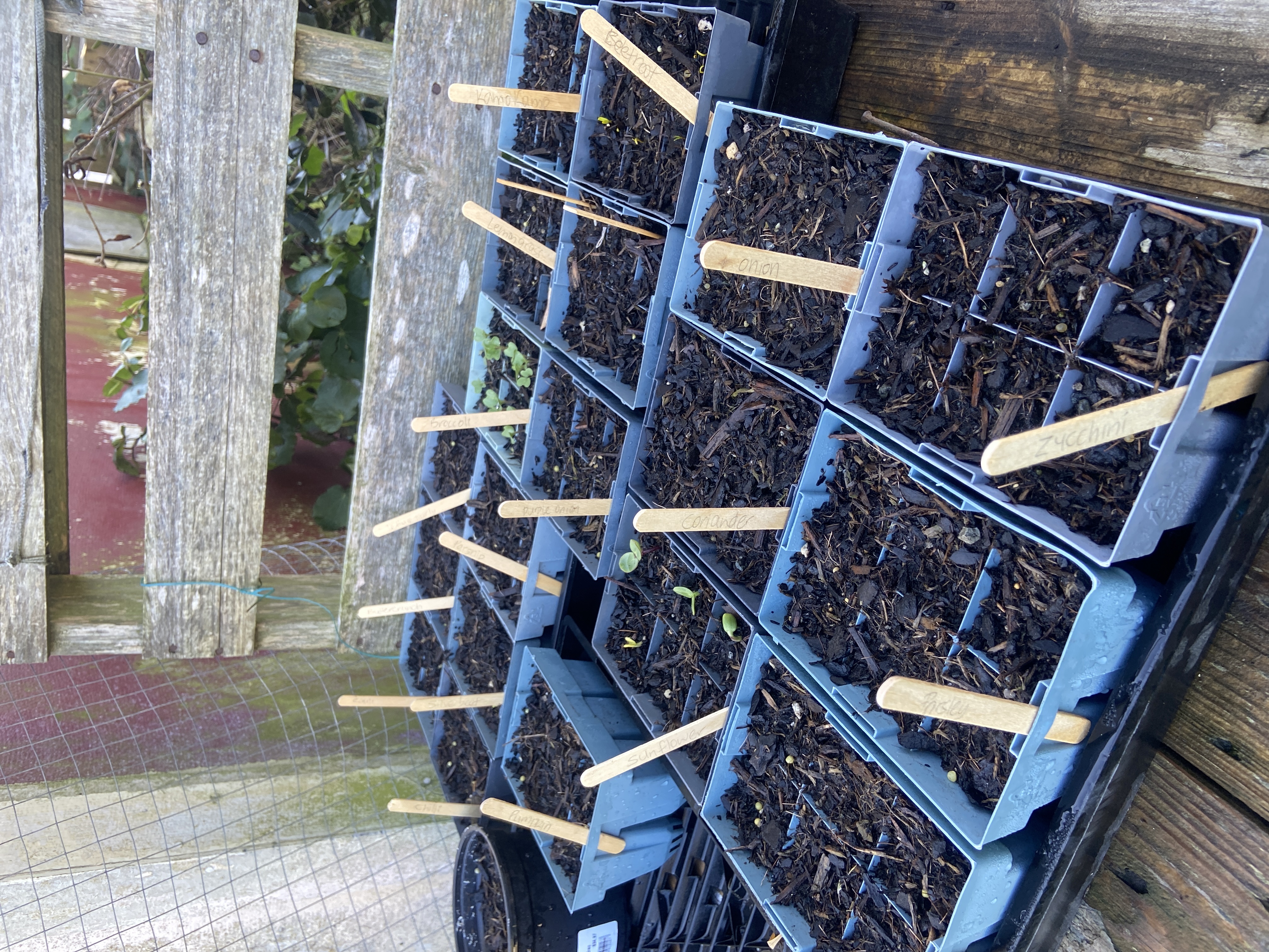  Seed production time 