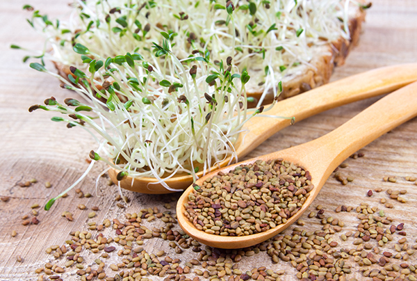 Alfalfa Seeds () Alfalfa Seeds