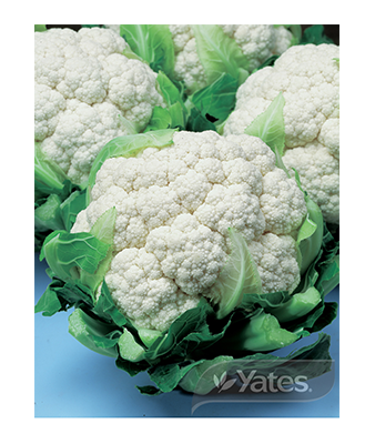 Cauliflower Snowball Product