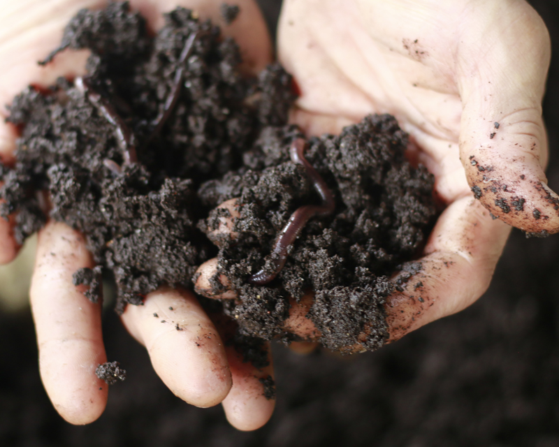 Beginners Guide to Soil + How To Improve It