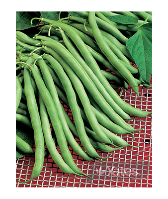 Climbing Beans Stringless Blue Lake Product