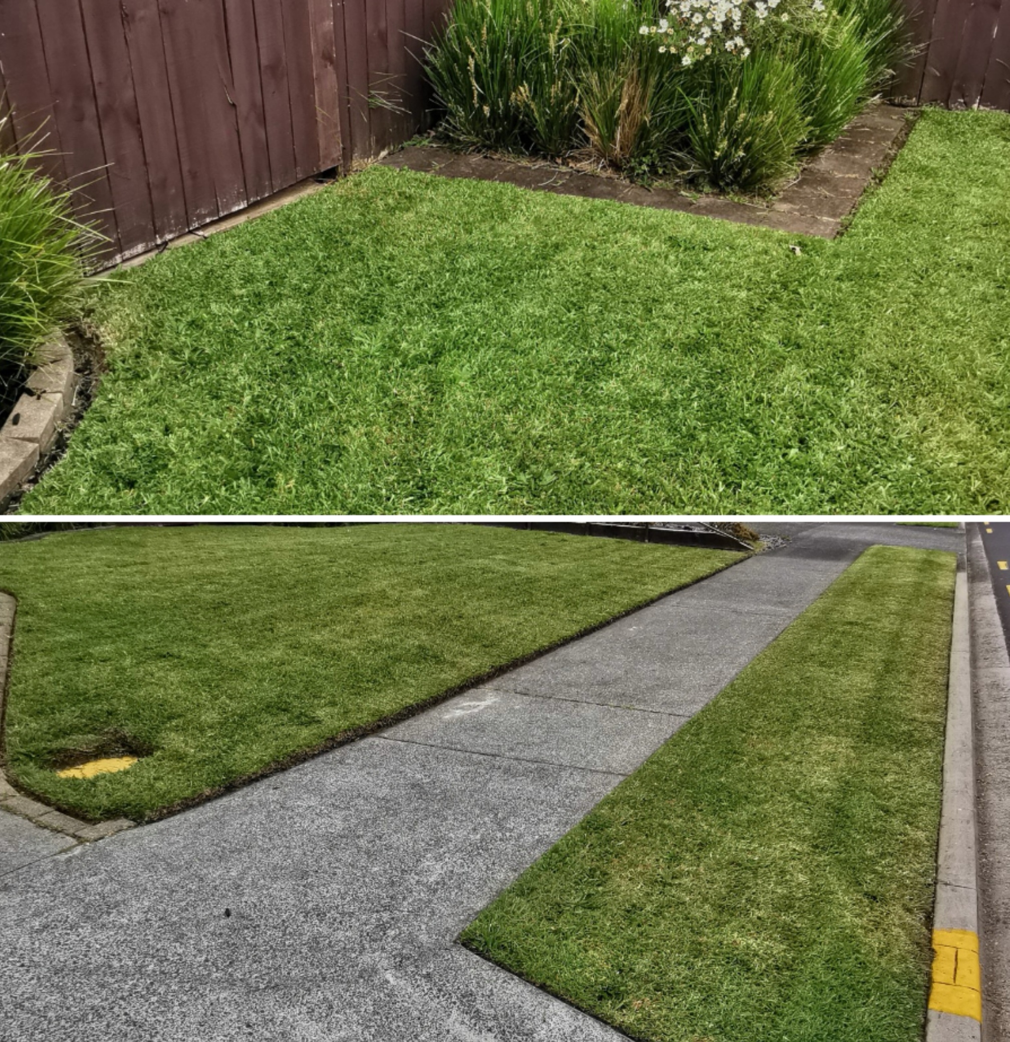 Front lawn tidy up! Heat level advice. 