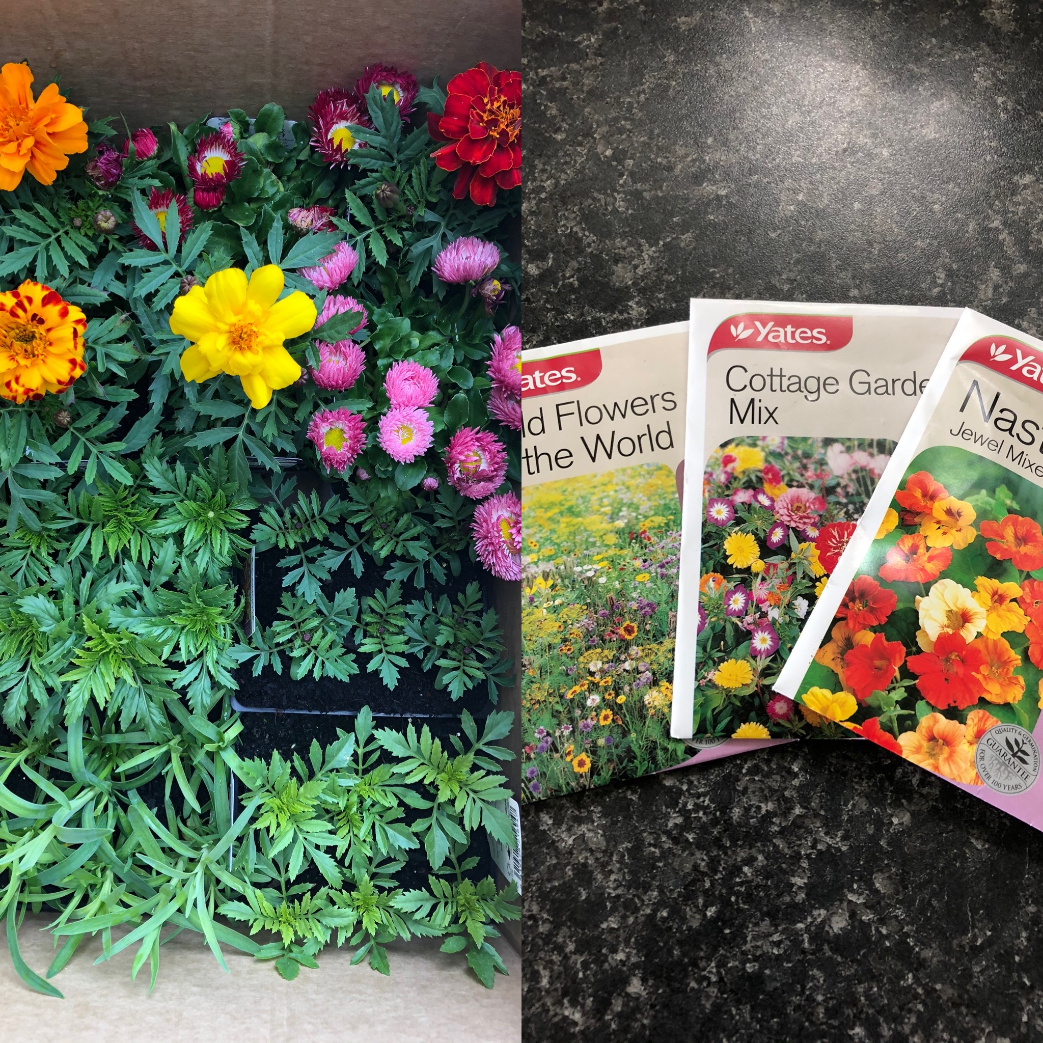 Gardening for the pollinators  