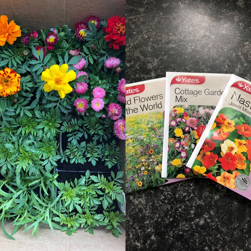 Gardening for the pollinators
