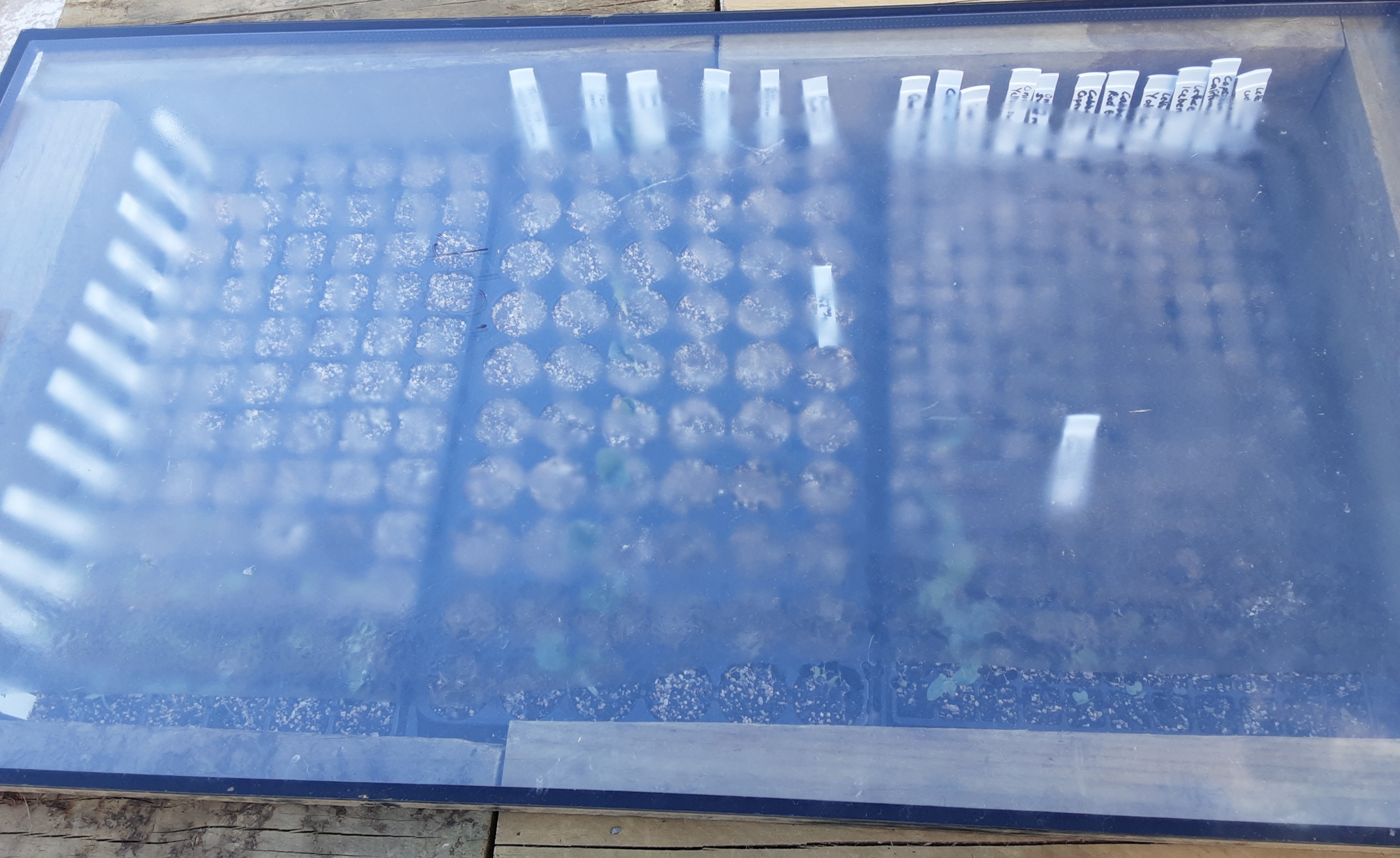 Quick start with a cold frame