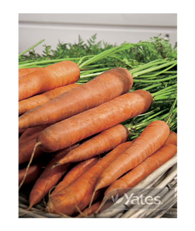 Carot Manchester Second Image