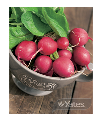 Seed Tape Radish Red Rubin Product