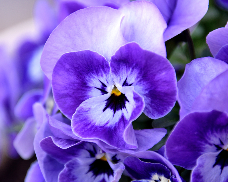 Flowers & Ornamentals