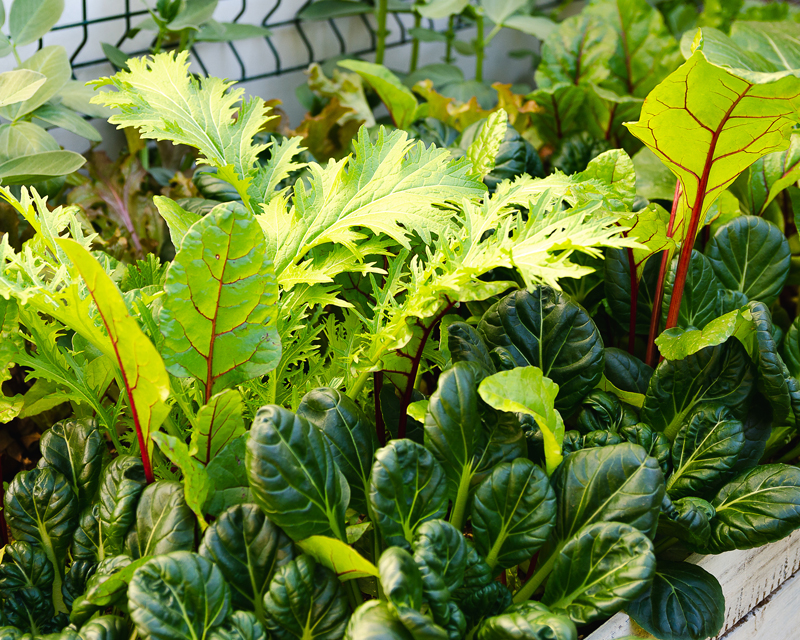 All Things Spring Vegies!