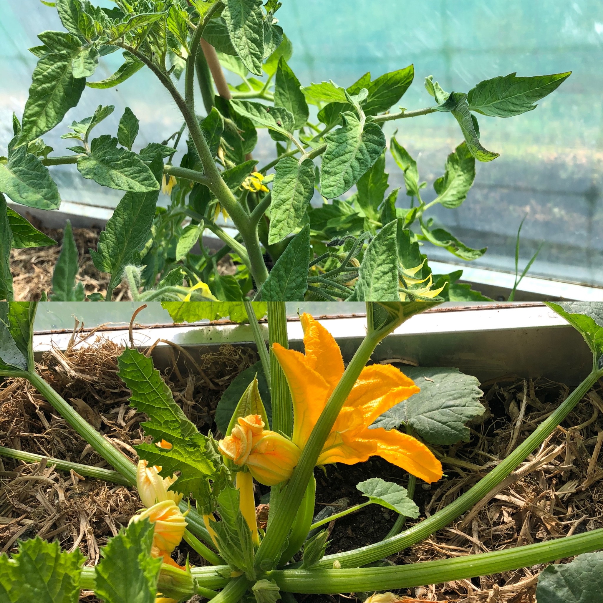 Chocolate Zucchini Cake