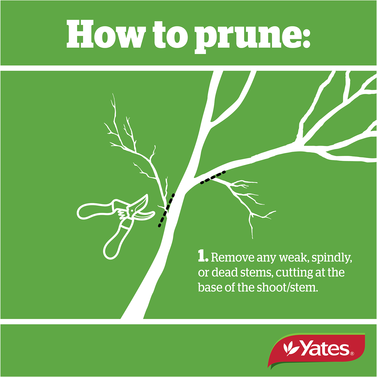 Yates Web Prunetec V1 05