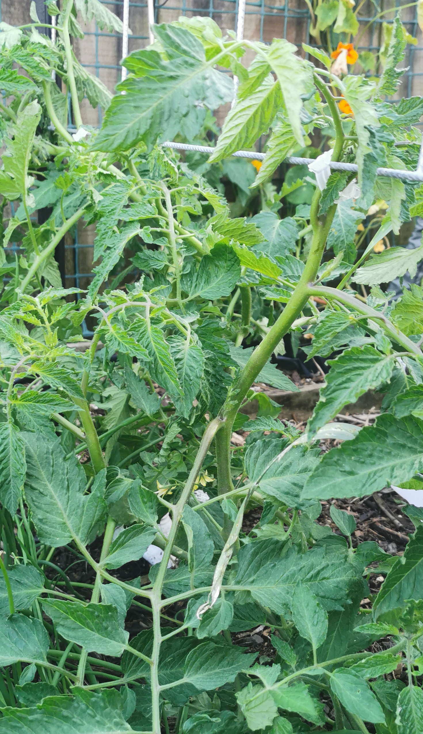 Tomato Artisan Blush