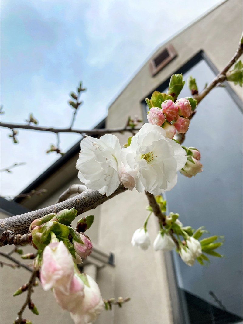 Spring is blooming & veggies booming!