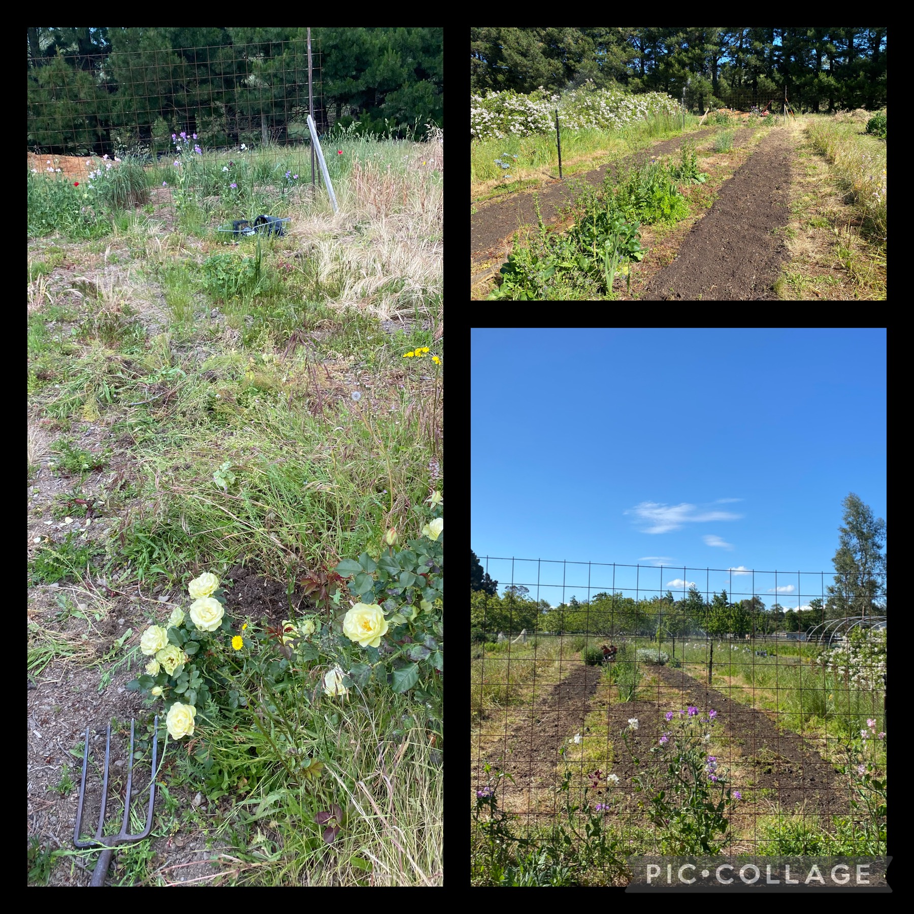 Picturesque not perfect 