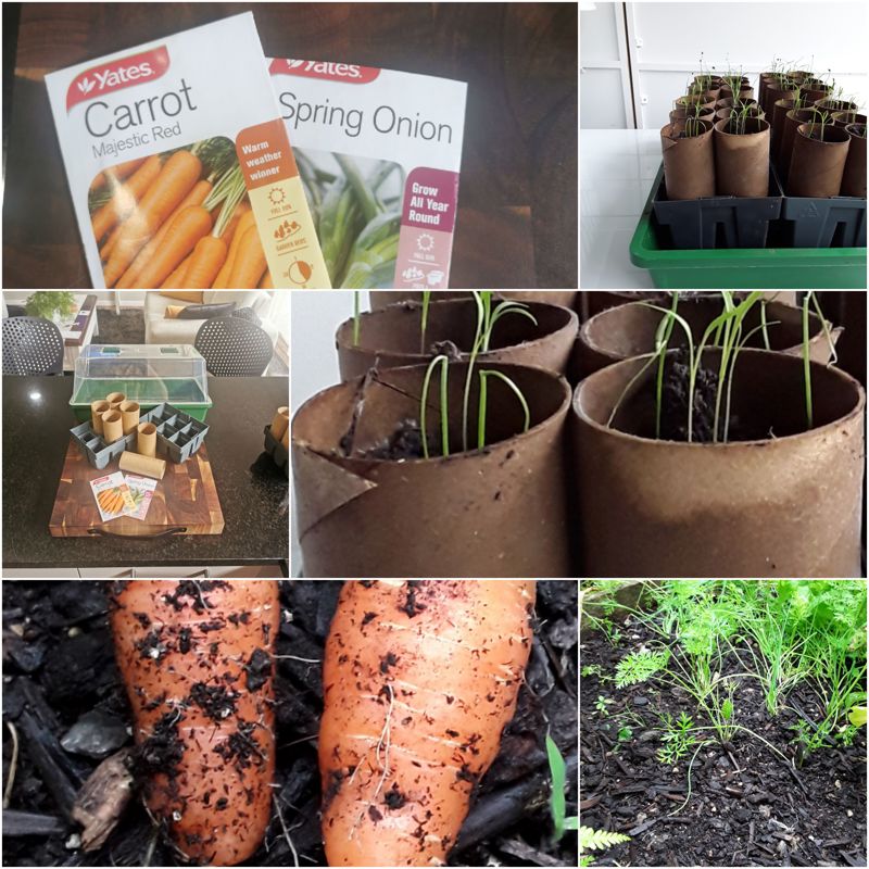 Toilet Roll Carrots. The Summary.