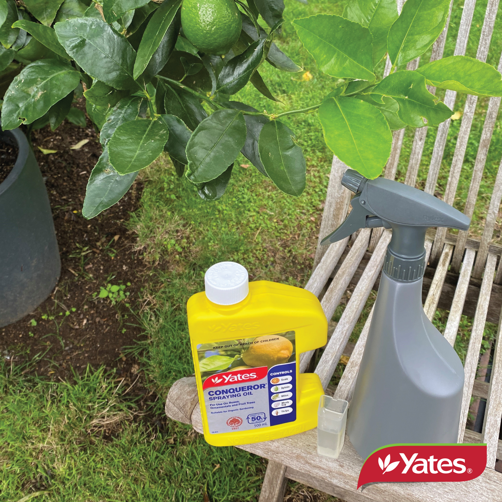 Yates Web Info CONQUEROR OIL