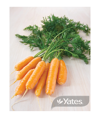 Seed Tape Baby Carrot Product