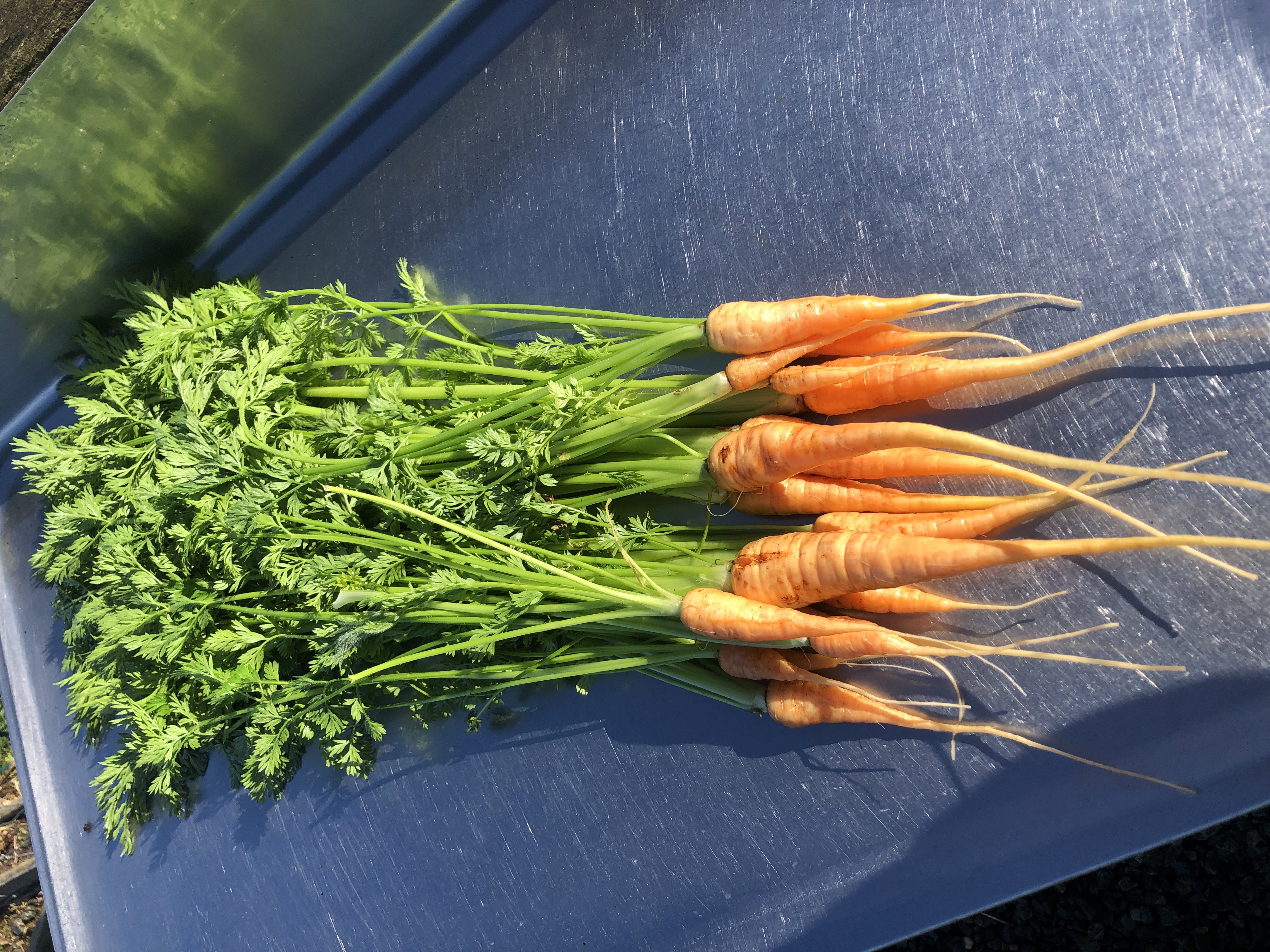 Straight carrots, and wonky rows