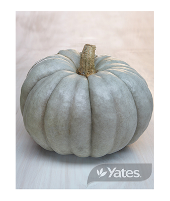 Pumpkin Queensland Blue Product